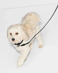 Medium Dog Collar Black